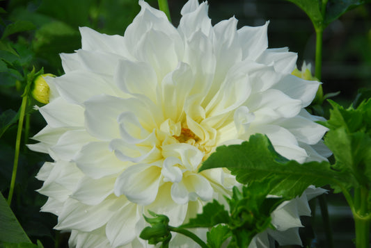 Fleurel