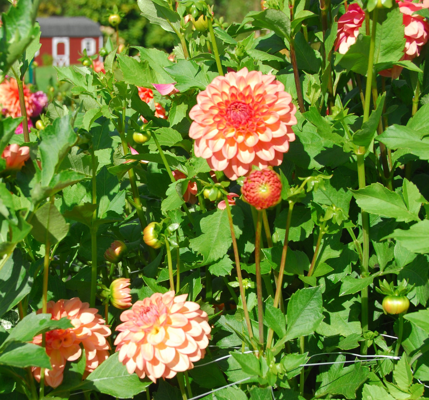 Lark's Ebbe