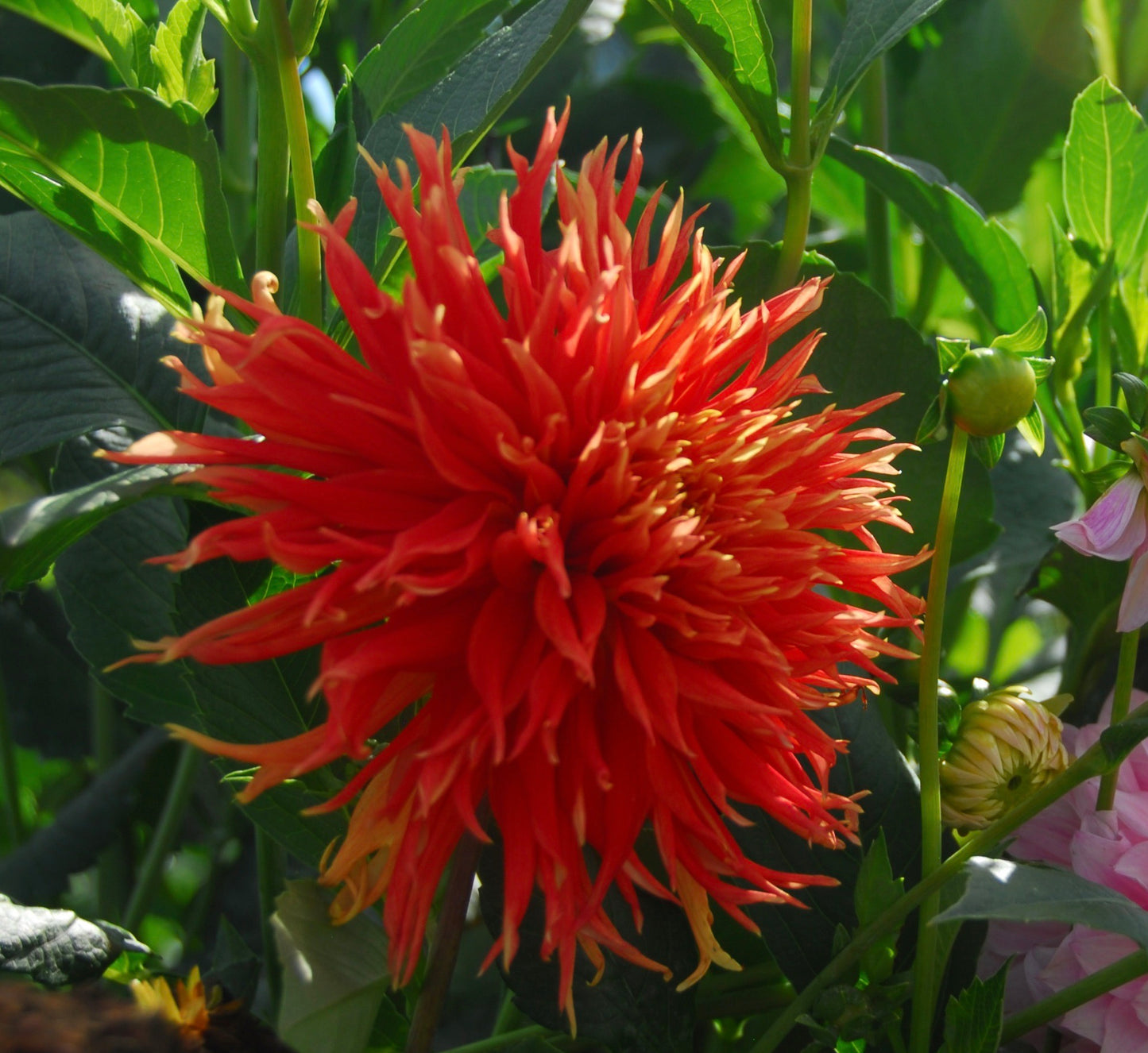 Wyn's Cinnabar
