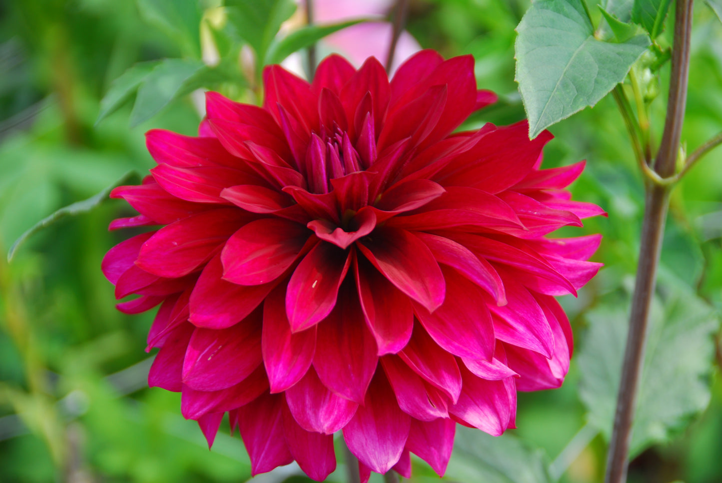Hello Dahlia