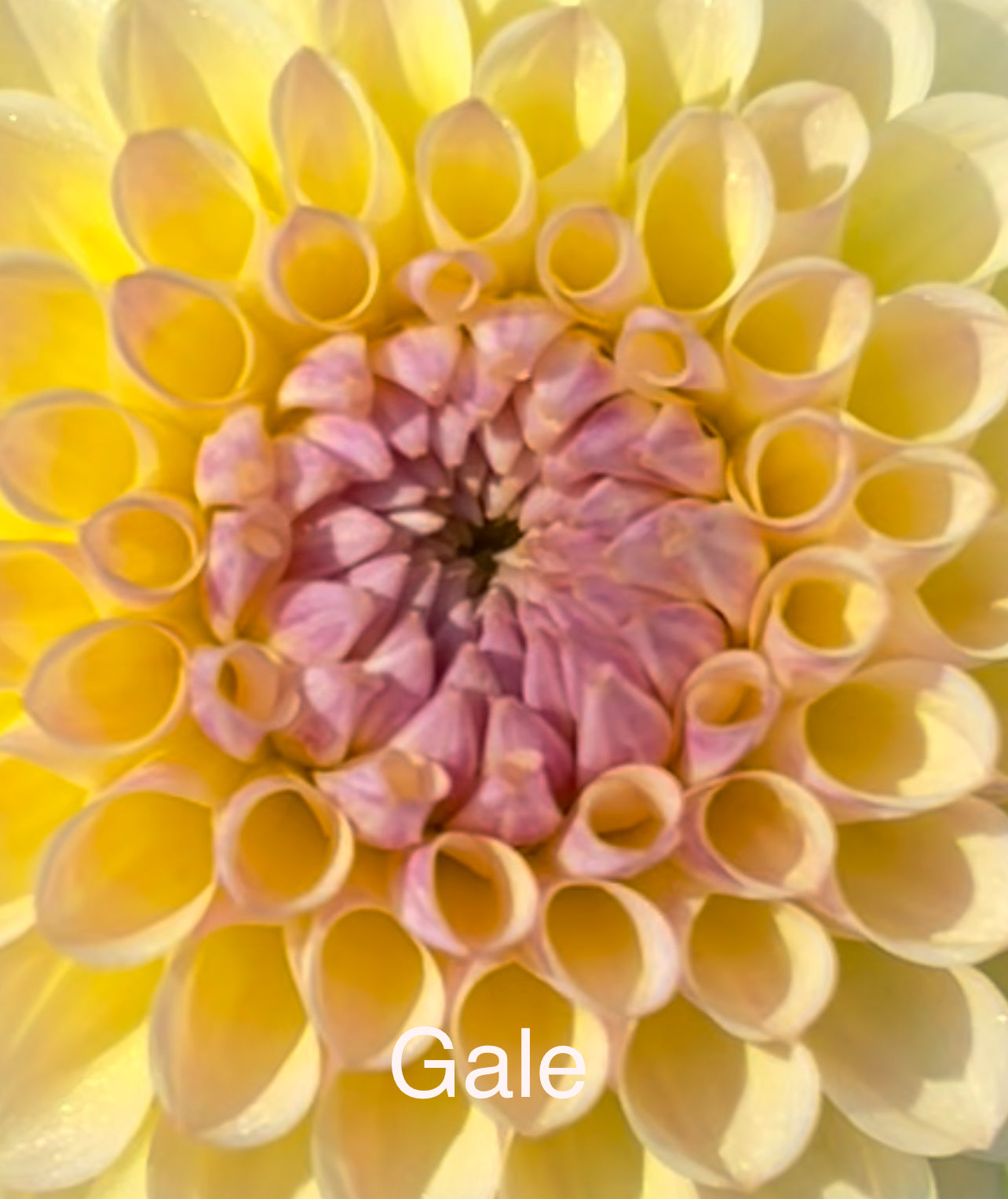 Coseytown Gale