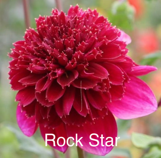 Rock Star