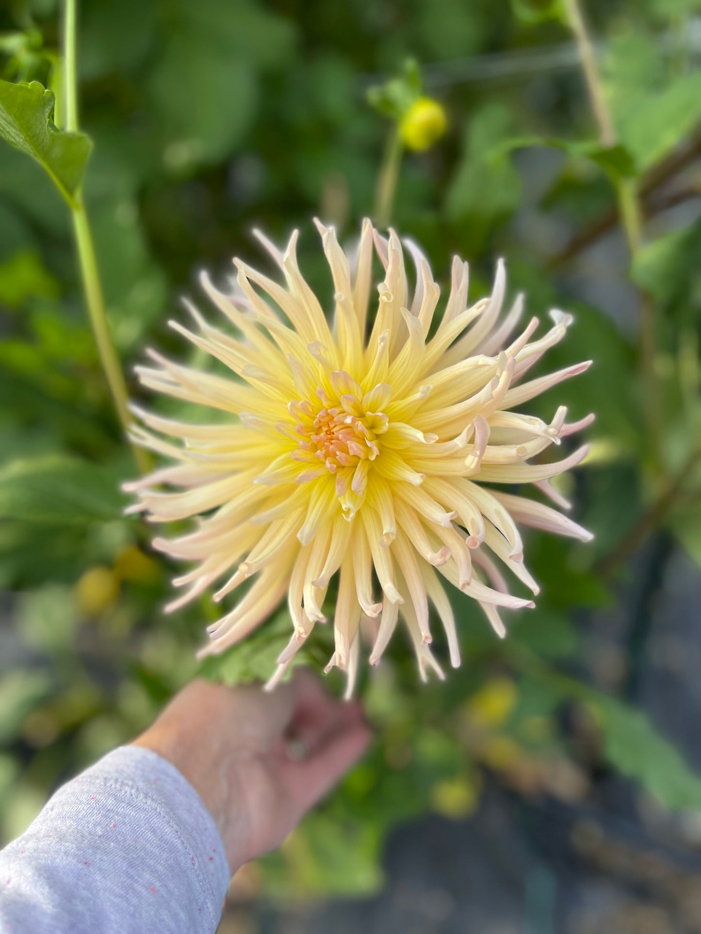 Apricot Star