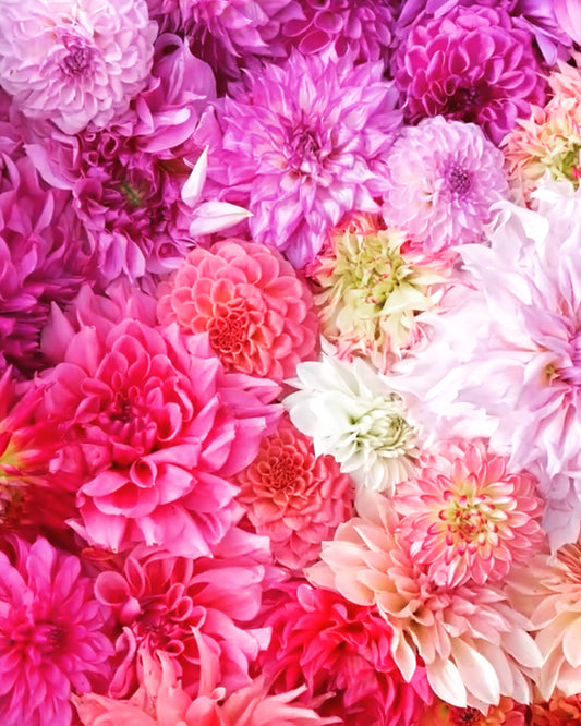 Mystery Dahlia Tubers