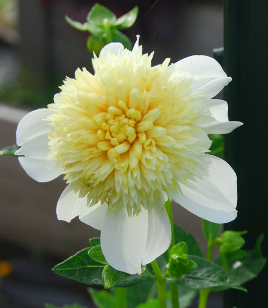 Platinum Blonde