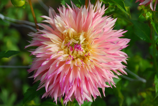 Pinelands Princess