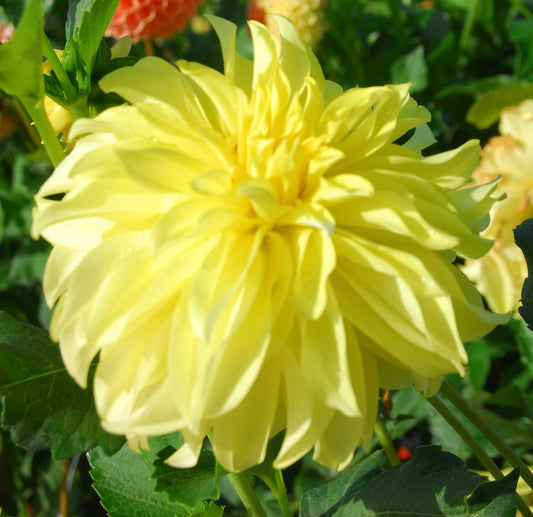 Hollyhill Lemon Ice