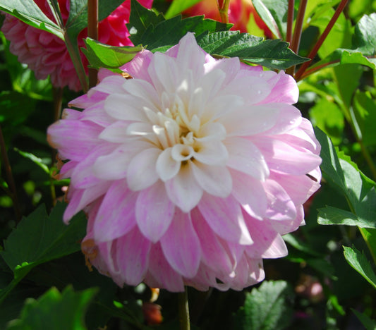 Pink Petticoat