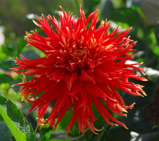 Wyn's Cinnabar