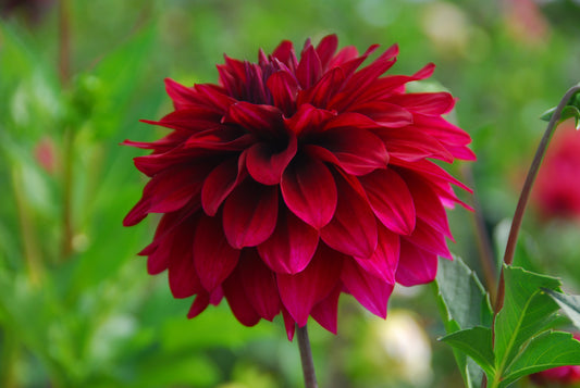 Hello Dahlia