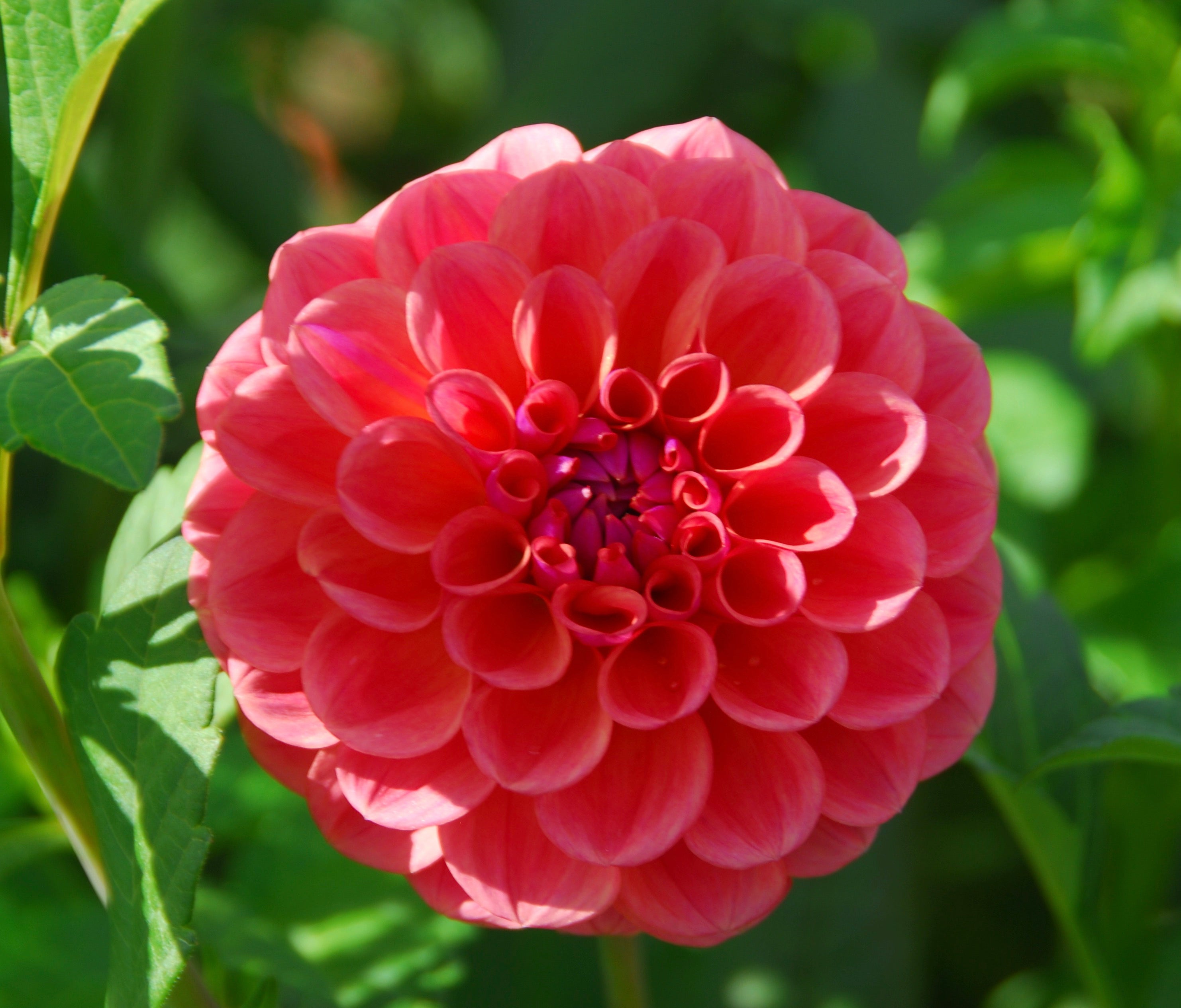 Chewy Dahlia Flower – Golden Hour Dahlias