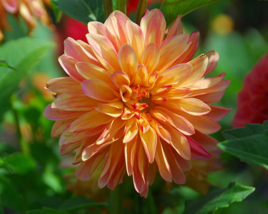 Veronne's Donna Marie