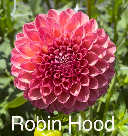 Robin Hood