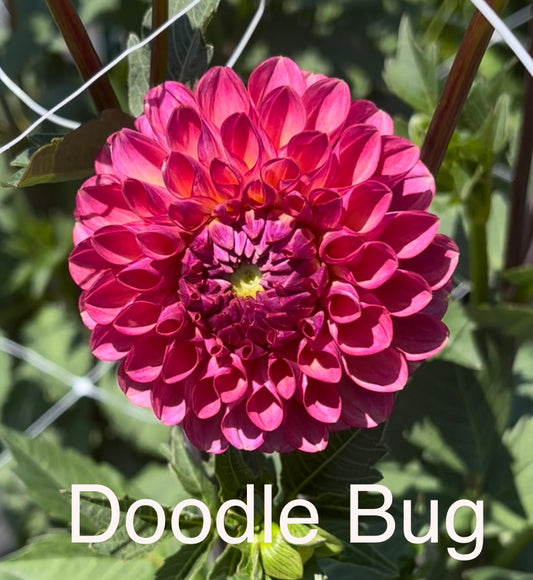 Doodlebug