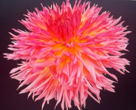 Bloomquist Mildred