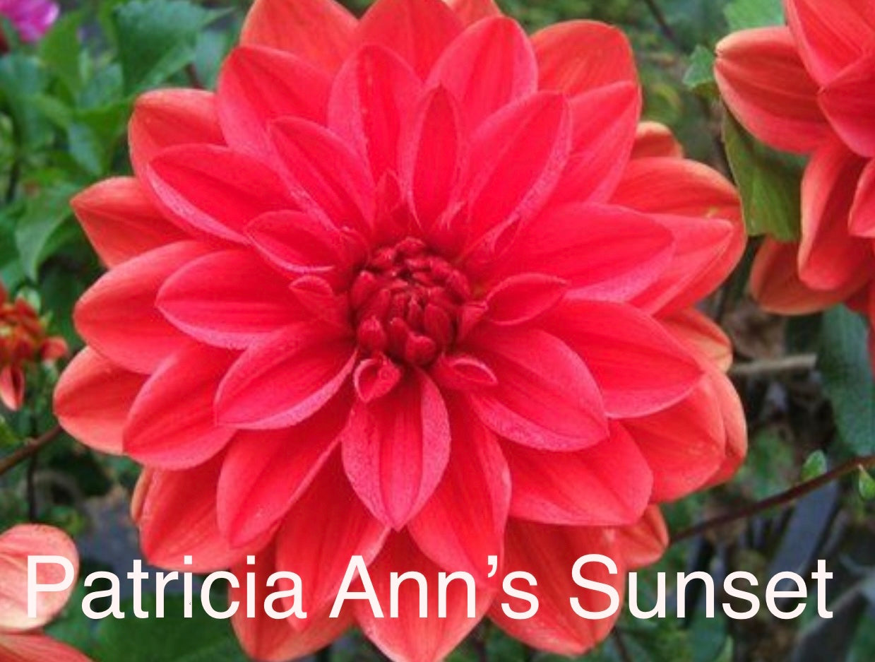 Patricia Ann's Sunset