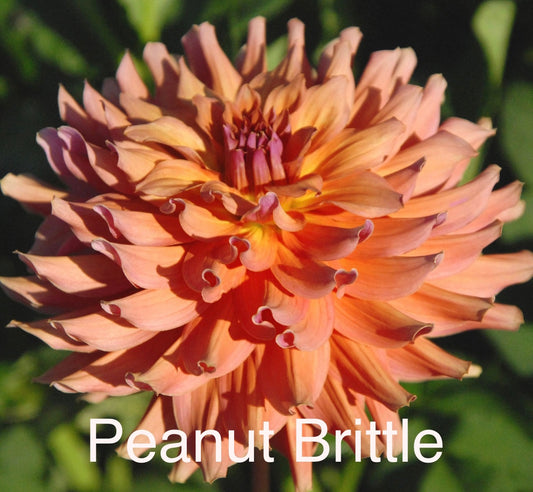 Peanut Brittle