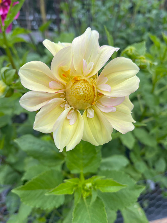 Apple Blossom