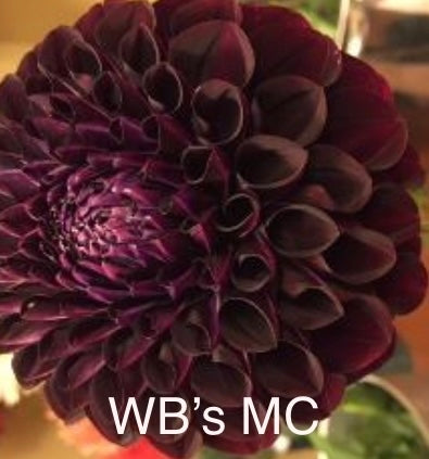 WB's MC