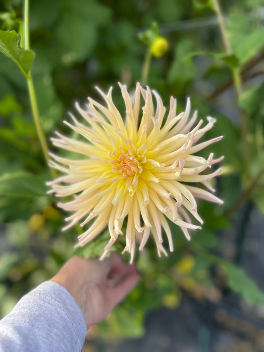 Apricot Star